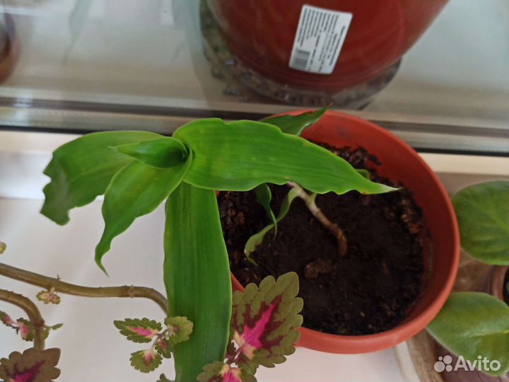 Алоэ, золотой ус, фиалки