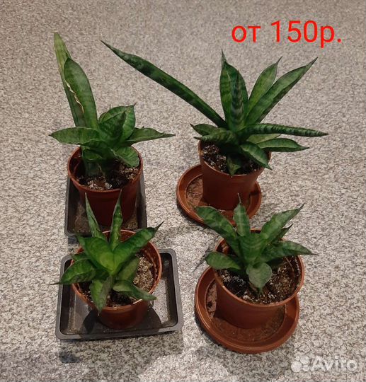 Кактусы,сансевиерия,хавротия,рэо,рипсалис