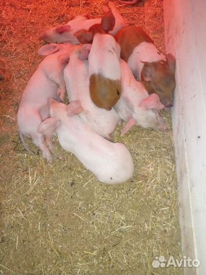 Поросята ландрас дюрок