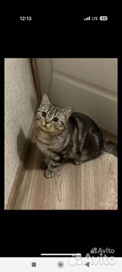 Шотландский кот на вязку