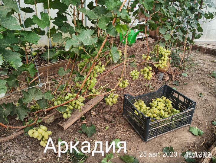Черенки винограда
