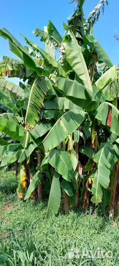 Продаю свои банановые пальмы. Не магазин