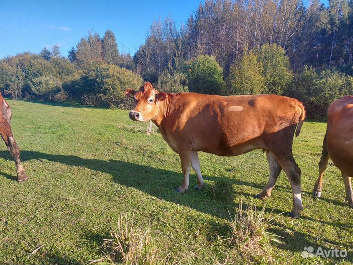 Джерсейская нетель