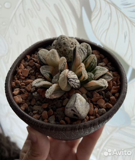 Хавортия вариегатная коллекционная