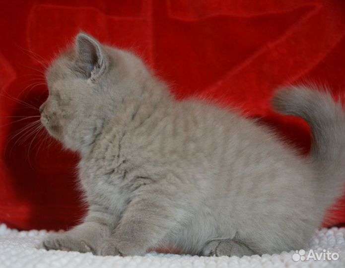 Британская лиловая