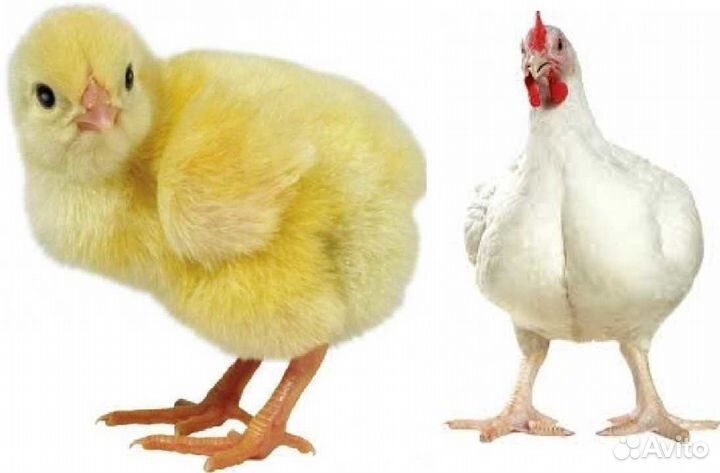 Цыплята суточные,несушка