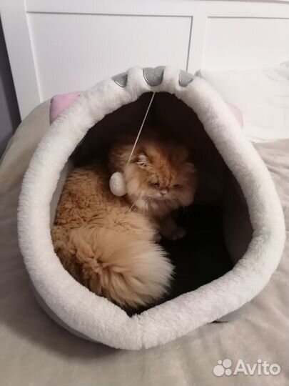 Домик для кота/кошки