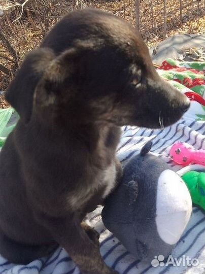 Щенки три мальчика и три девочки,1.5 месяца