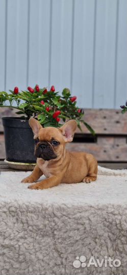 Французский бульдог мини
