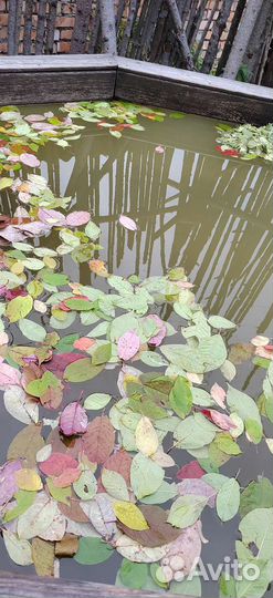 Прогулка в лесу, парение с пармастерами