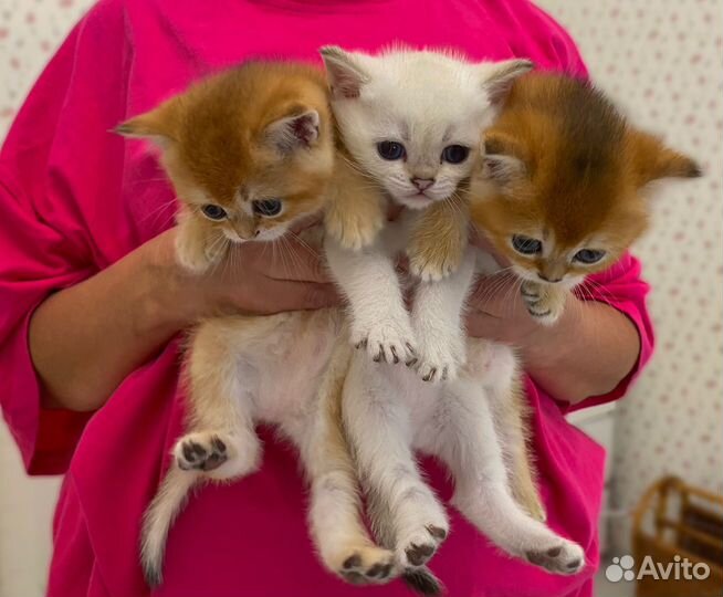 Британские котята золотая шиншилла