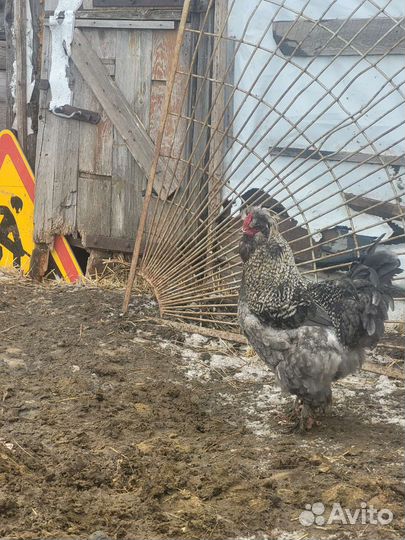 Петух молодые