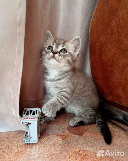 Малыши котята