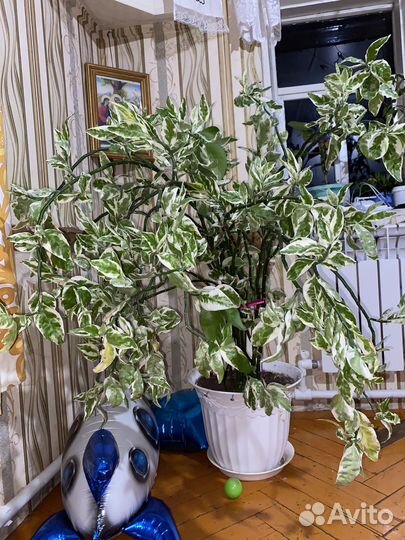 Педилантус