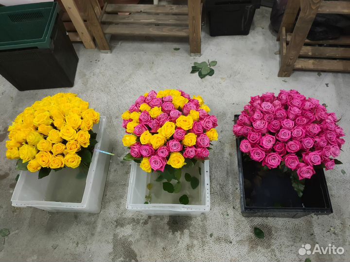 51 роза