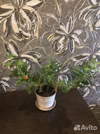 Каланхоэ оленьи рожки