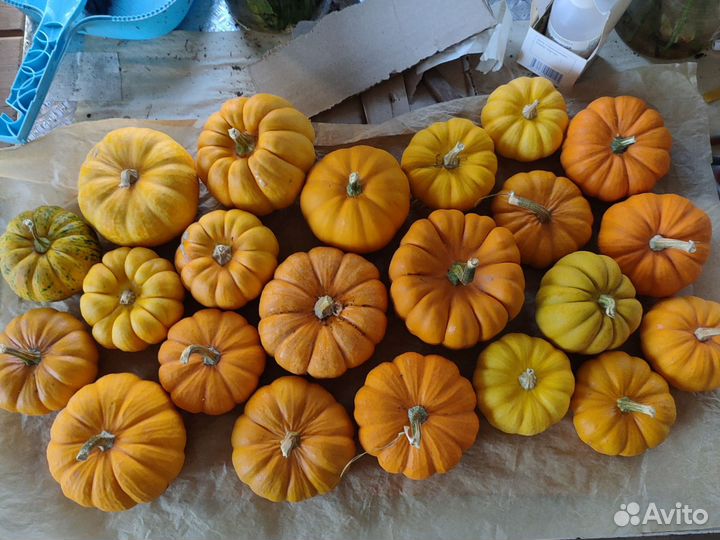 Тыква декоративная