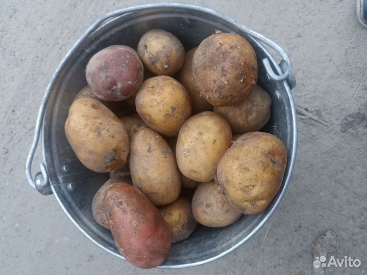 Продам картофель