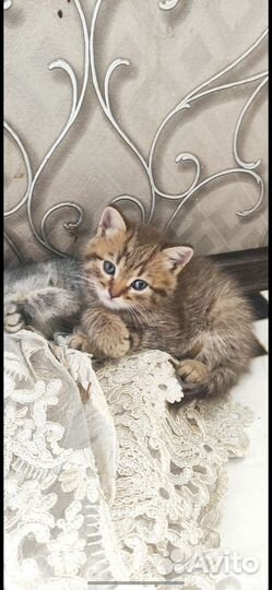 Кошка или кот
