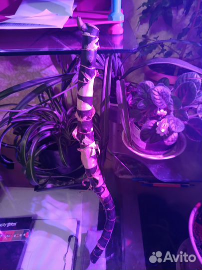 Диффенбахия (черенок)