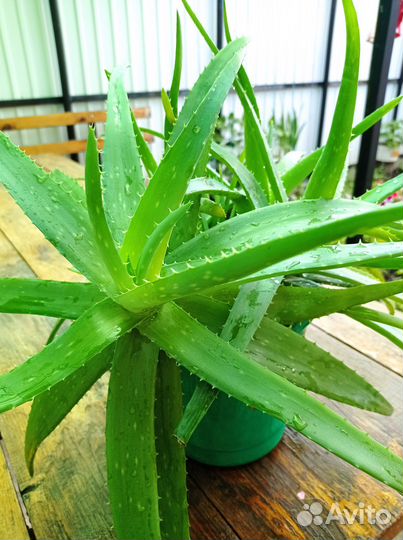 Цветок алоэ