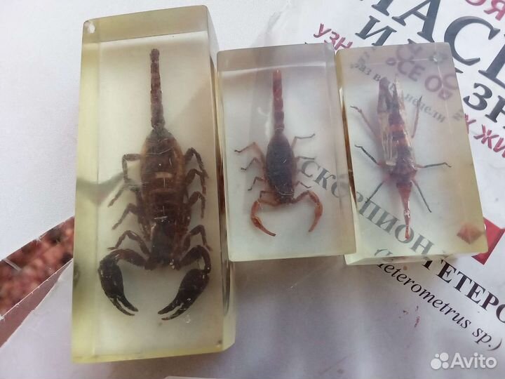 Насекомые и их знакомые