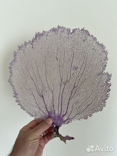 Коралл с Атлантического океана