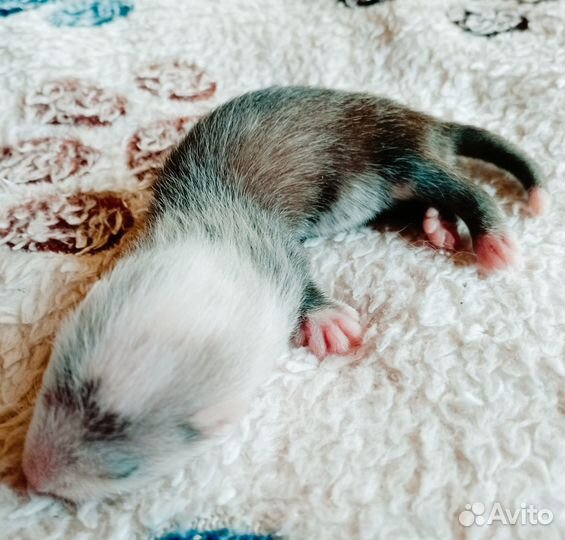 Малыши экзоты на бронь