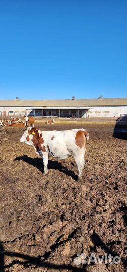 Нетели,Телки.Симентал