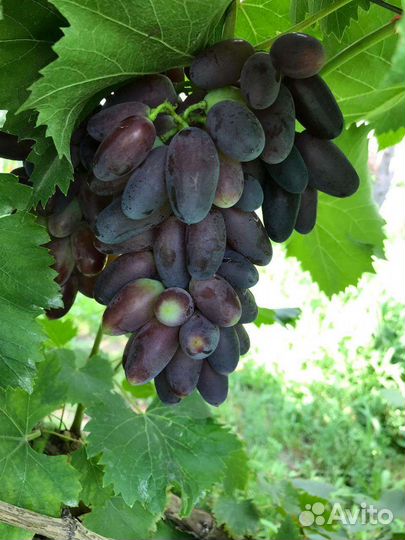 Виноград