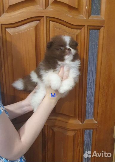 Шпиц