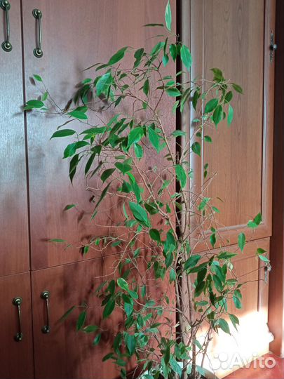 Фикус бенджамина