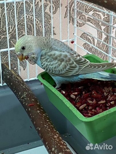 Волнистый попугай птенец самка
