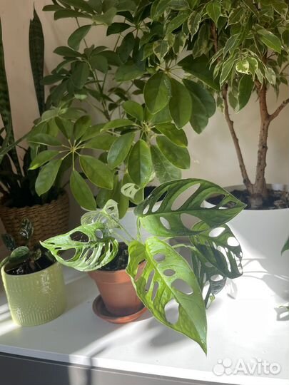 Комнатные растения