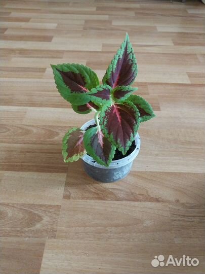 Колеус - крапивка