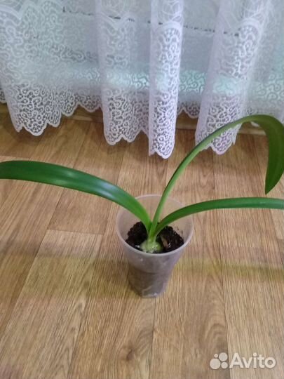 Филодендрон