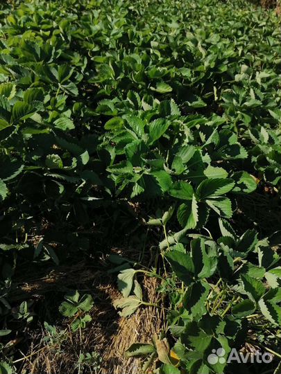 Рассада клубники