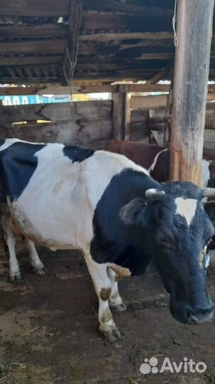 Корова дойная