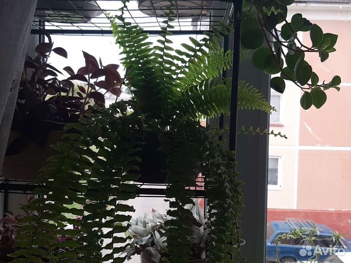 Нефролепсис