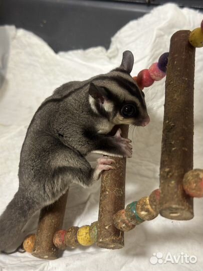 Белка летяга