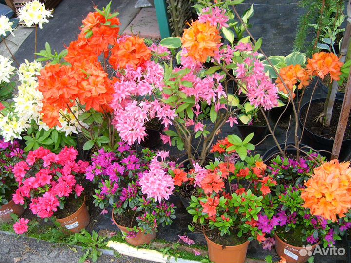 Азалии,Рододендроны