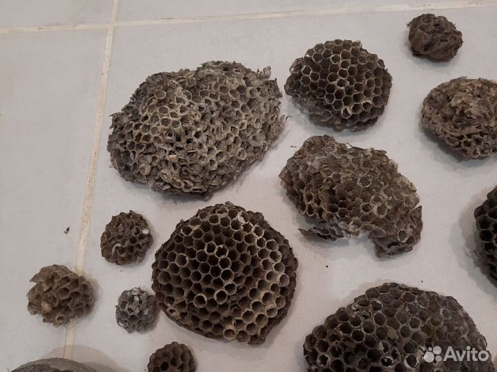 Осиное гнездо, осиный улей много 23 шт
