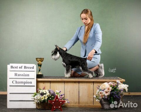 Щенки цвергшнауцера черного с серебром окраса