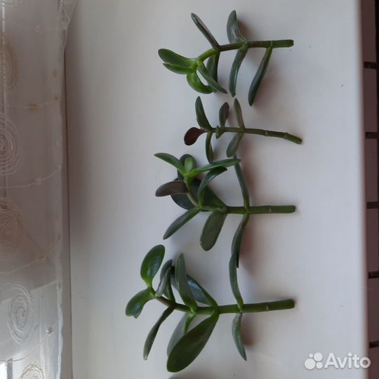 Денежное дерево Толстянка, Алоэ Столетник, Рео Рэо