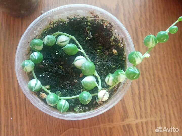 Крестовник роули вариегатный