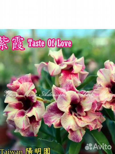 Адениум taste OF love (kasumi) Взрослое растение