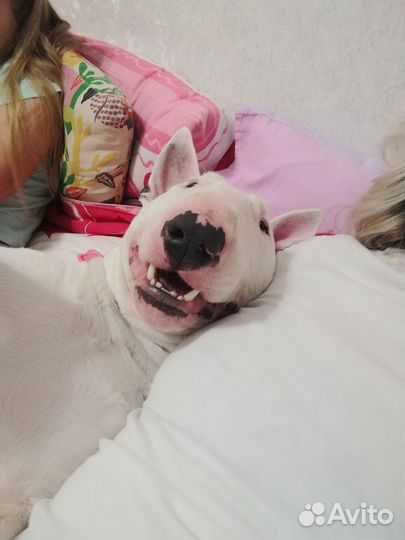 Вязка собак бультерьер