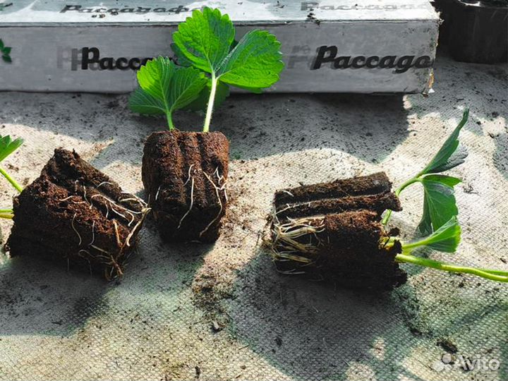 Рассада клубники. Элитные сорта