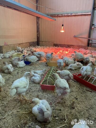 Цыпленок бройлера