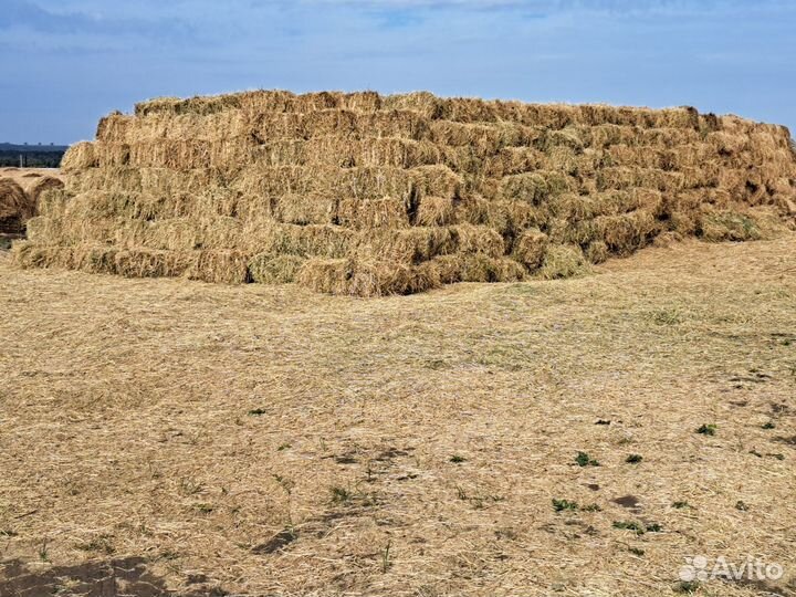 Сено люцерна второй укос